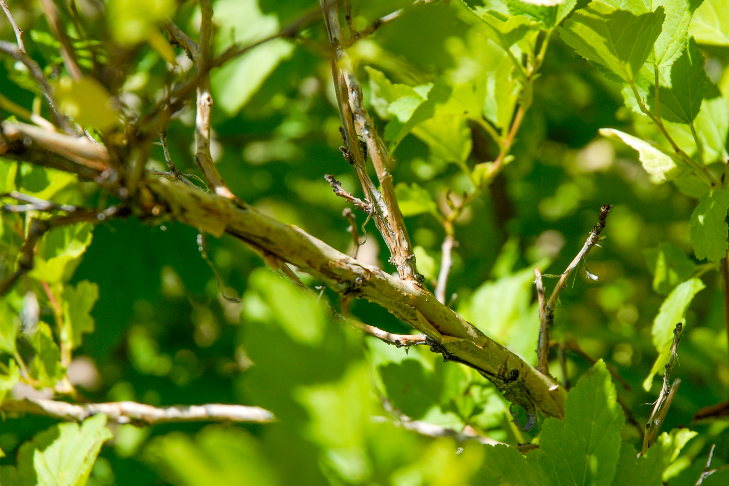 Dart's Gold Ninebark